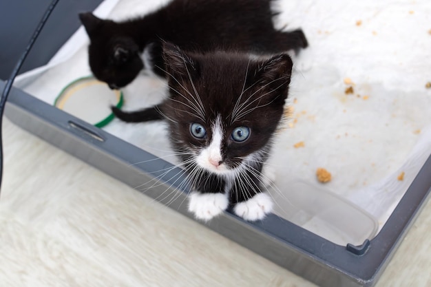 Il gattino nero miagola in una vista dall'alto della scatola