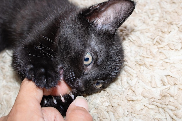 Il gattino nero morde il dito di un uomo