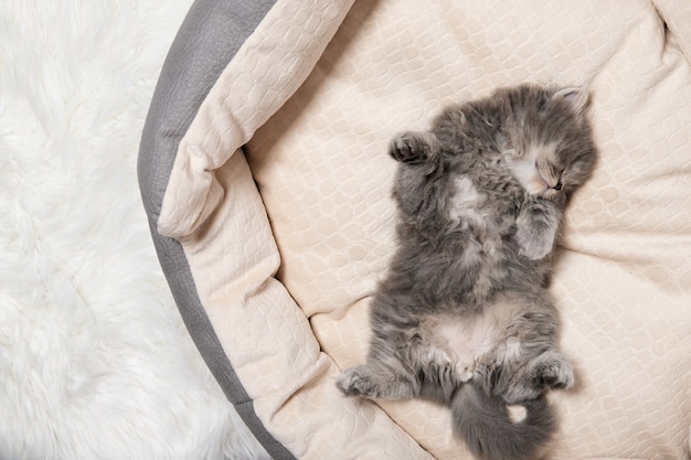 Il gattino nero sta dormendo. Avvicinamento