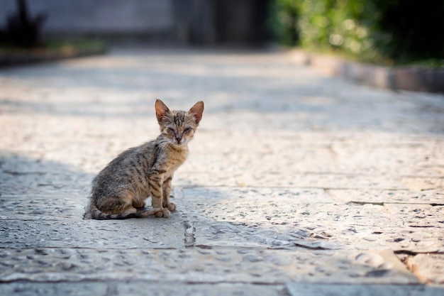 Il gattino randagio