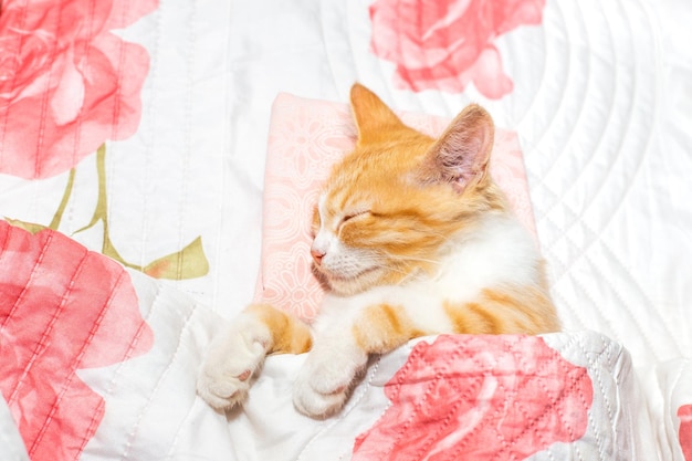 Il gattino rosso dorme sotto una coperta Riposo e sonno comodi