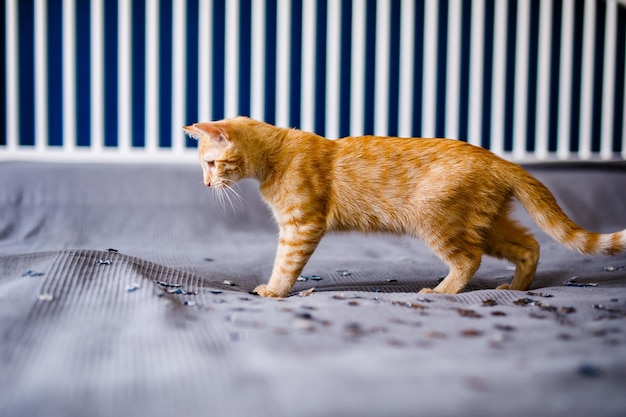 Il gattino rosso giace sulla coperta grigia, si guarda intorno interessato e vuole giocare con i coriandoli d'argento