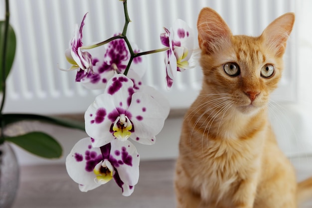 Il gattino rosso si siede vicino a un'orchidea.