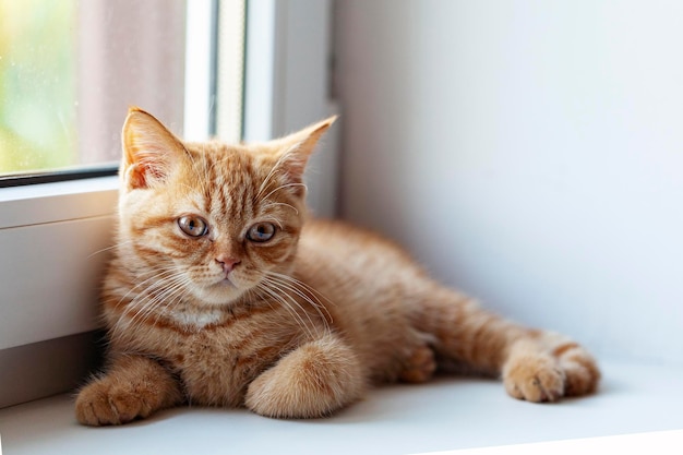 Il gattino rosso si trova e guarda fuori dalla finestra