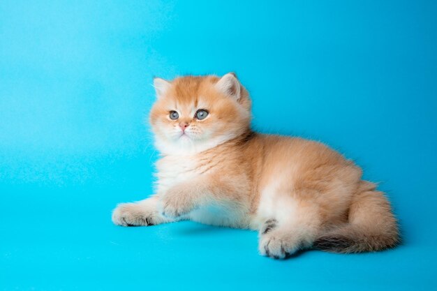 Il gattino rosso sveglio su un gattino lanuginoso del fondo blu esamina la macchina fotografica sulla vista frontale del fondo blu