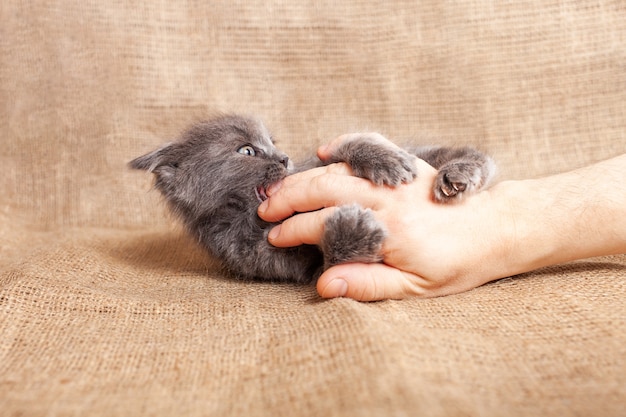 Il gattino si morde le dita il gatto si gioca con la mano