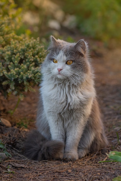 Il gattino si siede in fiori che sbocciano in un giardino Gatto che riposa all'aperto in estate Foto luminosa di un gatto in un giardino