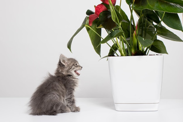 Il gattino si siede vicino al fiore della pianta d'appartamento Anthurium e miagola