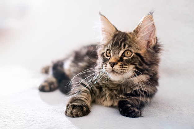 Il gattino soriano Maine Coon giace su una coperta leggera e soffice