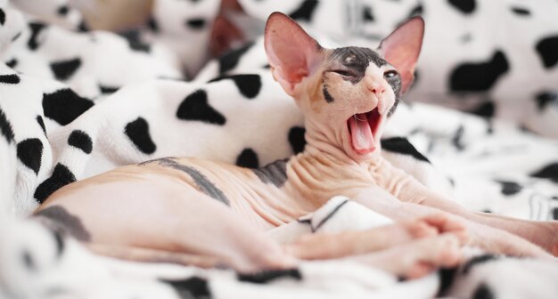 Il gattino Sphynx dorme sul letto