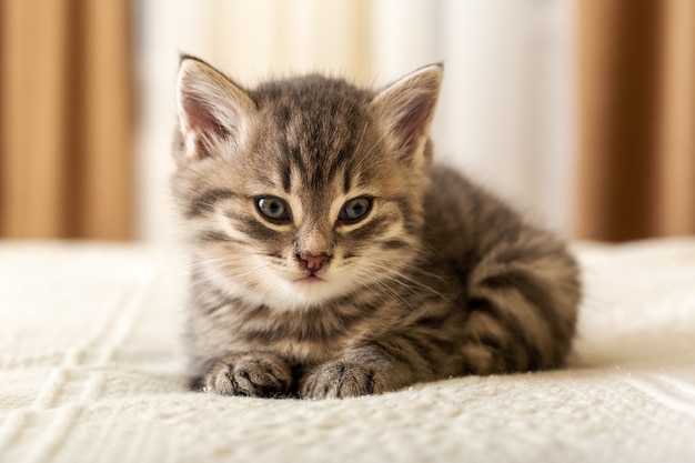 Il gattino sveglio del tabby si trova sul plaid bianco a casa. Gattino appena nato, gatto del bambino, animale del capretto e concetto del gatto. Animale domestico. Animale domestico. Gatto di casa accogliente, gattino.