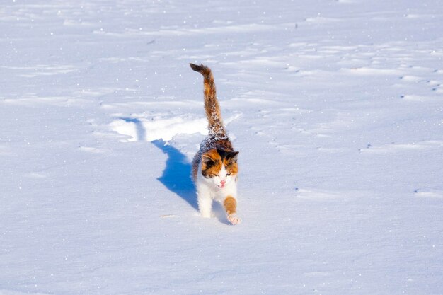 Il gattino tricolore è nella neve alta