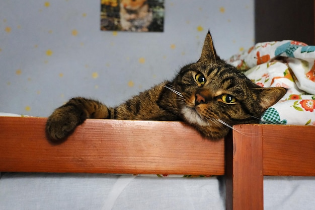 Il gatto a righe è sdraiato nel letto Concetto di allergie vermi dei capelli