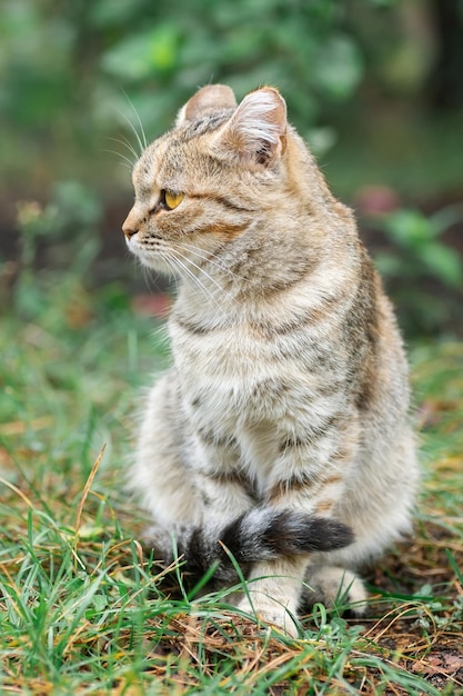 Il gatto a strisce grigie cammina al guinzaglio sull'erba verde all'apertox9