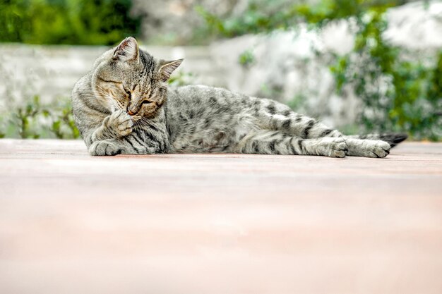 Il gatto a strisce grigie giace rilassato sul pavimento della veranda e si lecca la zampa, copia lo spazio