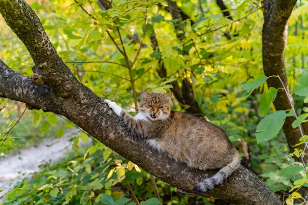Il gatto a strisce pone sul ramo dell'albero e miagola nel parco durante il giorno.