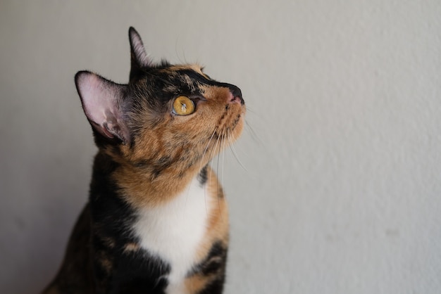 Il gatto a tre colori è sdraiato con una faccia noiosa e curiosa a casa per rilassarsi in uno stile di vita pigro