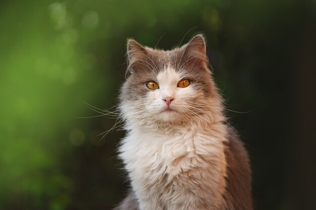 Il gatto abbastanza carino è seduto sulla natura. Gattino seduto tra i fiori. Giovane gatto nell'erba