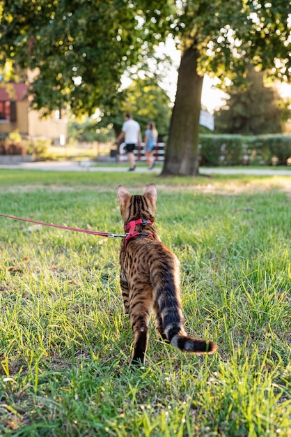 Il gatto al guinzaglio cammina per strada al tramonto.