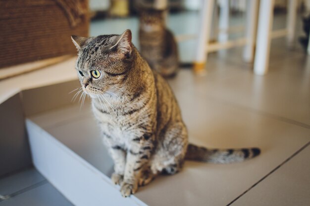 Il gatto amabile scottish fold cat si trova sul pavimento di legno. Ritratto di un gatto birichino molto divertente.