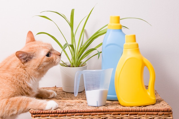 Il gatto annusa un fiore su un cesto di vimini, detersivo e gel per lavare i vestiti del bambino