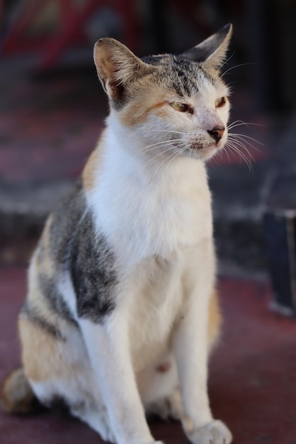 il gatto asiatico fissa intensamente.