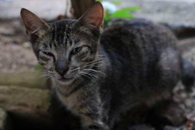 Il gatto asiatico fissa l'avversario ferocemente.