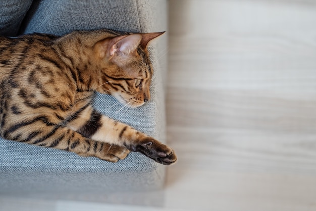 Il gatto bengala si trova sul divano.