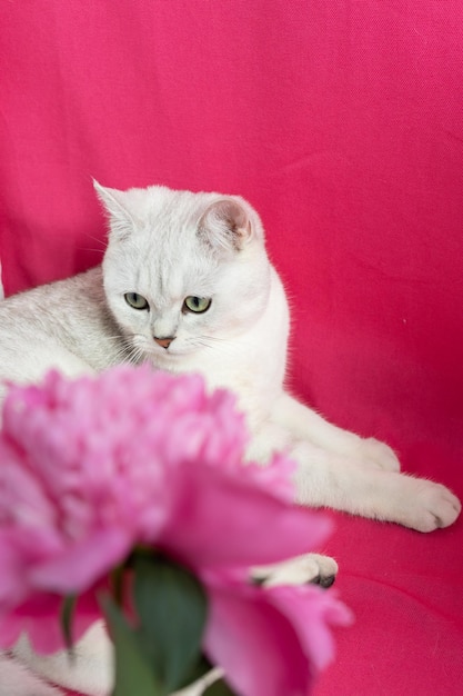 Il gatto bianco annusa le peonie rosa su sfondo rosa Razza di cincillà d'argento britannica