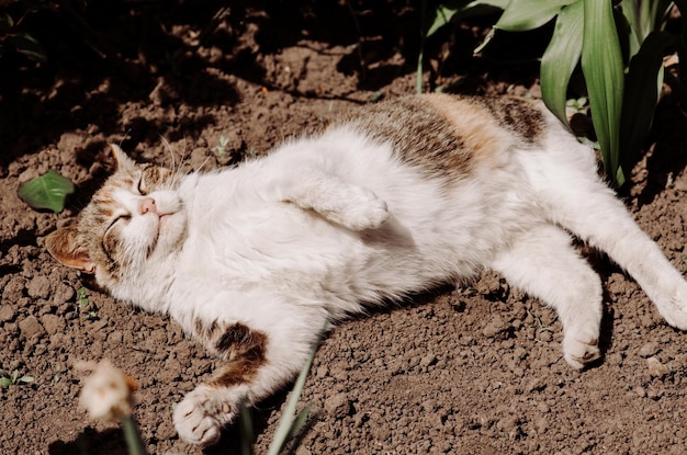 Il gatto bianco arancione e nero si rilassa nel prato verde Il gatto si rilassa sul campo con i fiori Soffice gatto all'aperto nell'erba verde