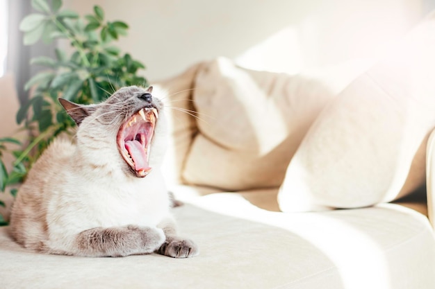 Il gatto bianco con il muso scuro noto come razza tailandese con gli occhi azzurri sta sbadigliando sul divano leggero