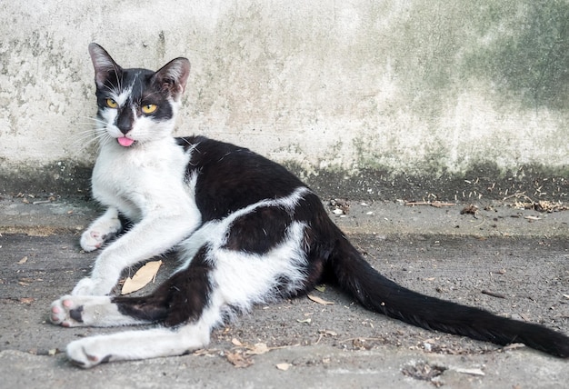 Il gatto bianco e nero adulto consapevole giaceva sul pavimento di cemento all'aperto con messa a fuoco selettiva sul suo occhio