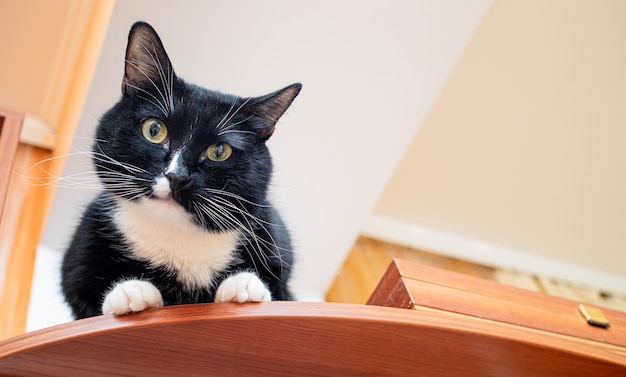 Il gatto bianco e nero dell'animale domestico è seduto sull'armadio marrone vicino al soffitto e guarda la telecamera.