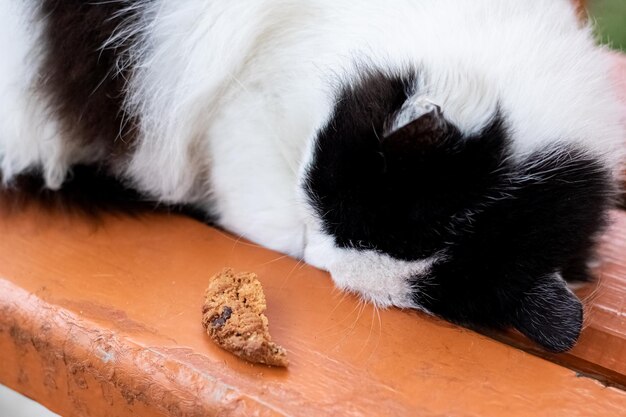 Il gatto bianco e nero dorme su una panchina del parco