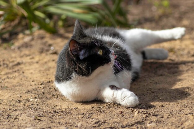 il gatto bianco e nero gioca per terra in estate il gatto domestico gioca per strada