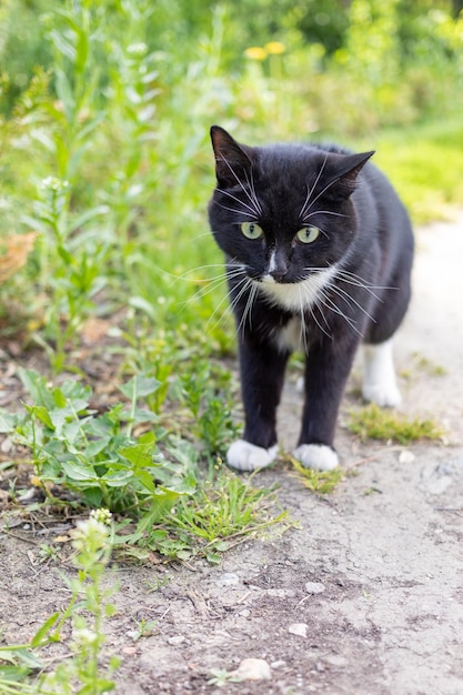 Il gatto bianco e nero perplesso è in piedi sul sentiero tra l'erba verde durante le passeggiate in un giorno d'estate