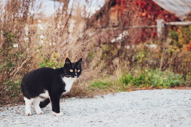 Il gatto bianco e nero si intrufola nell'erba sullo sfondo di una casa in legno, autunno, villaggio