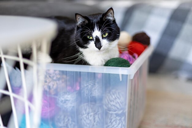 Il gatto bianco e nero si siede in una scatola con gomitoli di filo nella stanza.