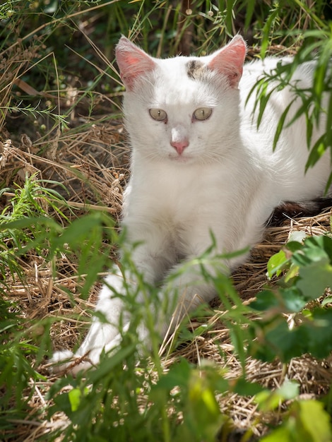 Il gatto bianco è seduto in giardino tra le piante in una soleggiata giornata estiva