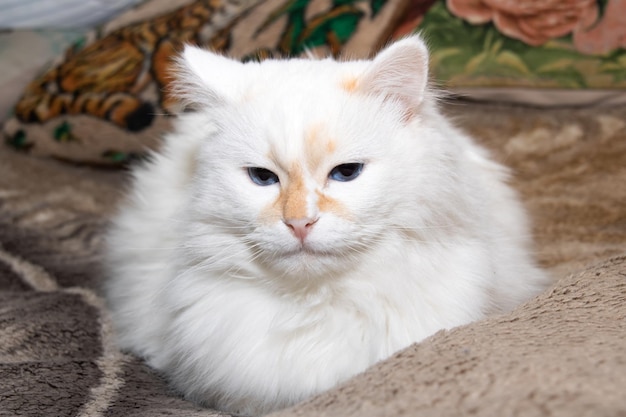 Il gatto bianco e soffice con gli occhi azzurri dorme sul letto