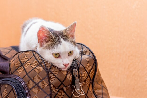 Il gatto bianco è su una valigia. Aspettando il treno alla stazione dei treni. Passeggero con valigia in viaggio