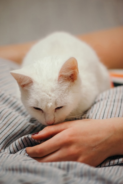 Il gatto bianco è sul letto. Parti del corpo femminile. Gatto che fiuta la mano della ragazza. Mano e gamba femminili.