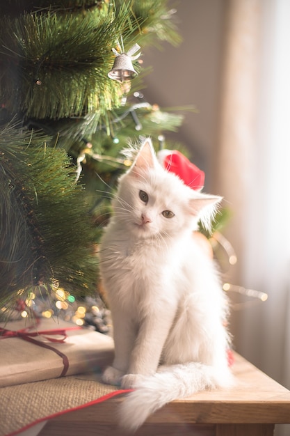 Il gatto bianco felice gioca con un giocattolo di Natale. Stagione, feste e celebrazione del nuovo anno. Gattino carino birichino vicino all'abete