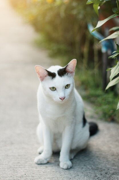 Il gatto bianco gode nel giardino