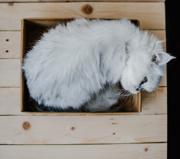 Il gatto bianco riposa in una scatola