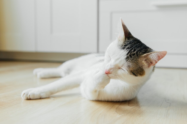 Il gatto bianco si trova sul pavimento dell'appartamento