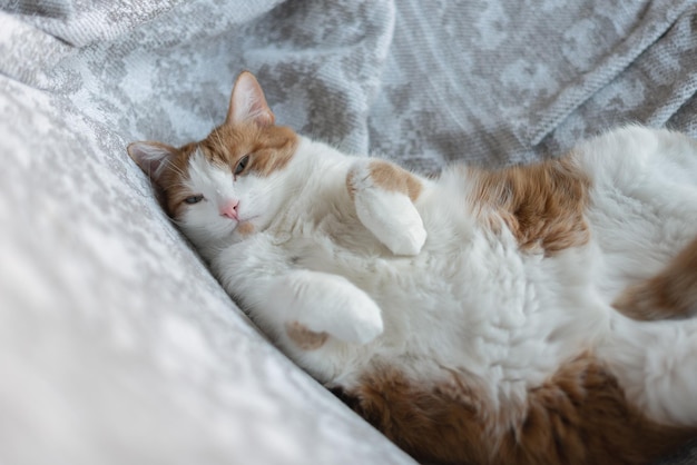 Il gatto biancorosso giace sul letto