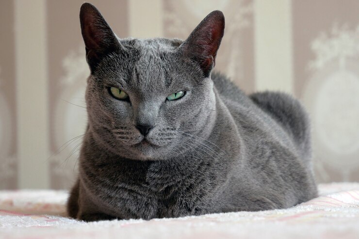 Foto il gatto blu russo sembra sospettoso