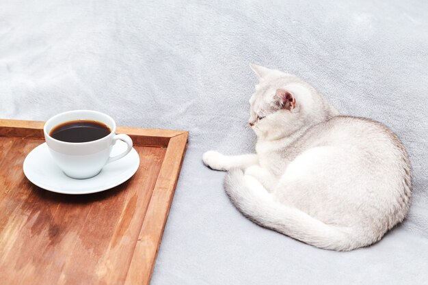 Il gatto britannico bianco pigro si trova sul letto. Accanto c'è un vassoio con una tazza di caffè. Mattina presto.