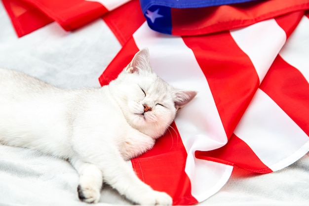 Il gatto britannico d'argento dorme sulla bandiera americana. Gatto patriottico. Simbolo degli Stati Uniti. Aspettando il Giorno dell'Indipendenza.